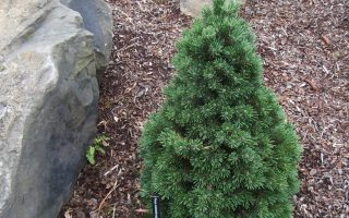 Pinus aristata 15–30 K, výška v dospělosti 3m