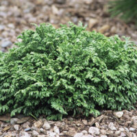 Chamaecyparis pisifera 'Hime Sawara'
