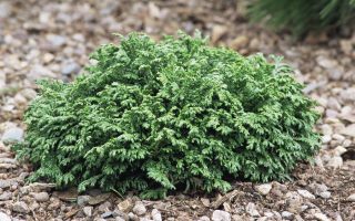 Chamaecyparis pisifera 'Hime Sawara'