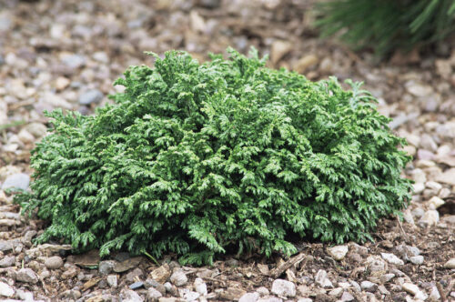 Chamaecyparis pisifera 'Hime Sawara' - Obrázek 1