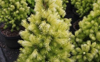 Picea glauca Bisenthaler Fruhling 20–30, K2,5