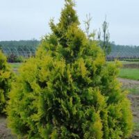 Thuja occidentalis 'Sunkist'