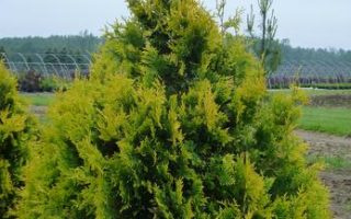 Thuja occidentalis 'Sunkist'