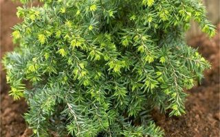 Tsuga canadensis 'Jeddeloh', 15–20 cm