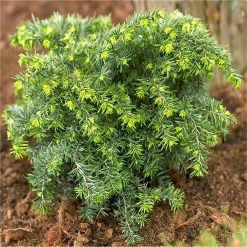 Tsuga canadensis 'Jeddeloh', 15–20 cm - Image 1