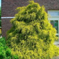 Chamaecyparis pisifera 'Filifera Aurea'