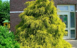 Chamaecyparis pisifera 'Filifera Aurea'