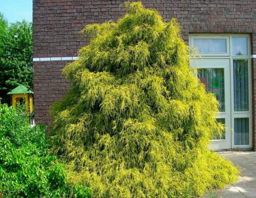Chamaecyparis pisifera 'Filifera Aurea' - Obrázek 1