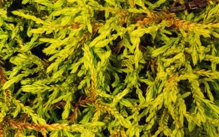 Thuja occidentalis 'Golden Tuffet', P 13
