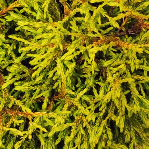 Thuja occidentalis 'Golden Tuffet', P 13 - Obrázek 1