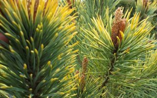 Pinus sylvestris Aurea 40–60 K7,5