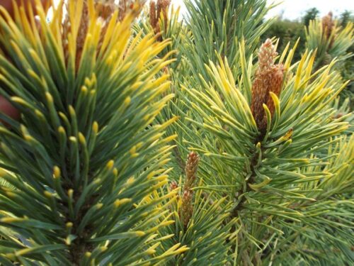 Pinus sylvestris Aurea 40–60 K7,5 - Obrázek 1