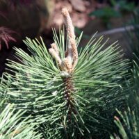 Pinus leucodermis Compact Gem, výška v dospělosti 3m