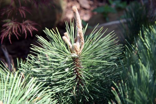 Pinus leucodermis Compact Gem, výška v dospělosti 3m - Obrázek 1