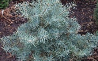 Abies concolor 'Nana Domshke' 30–40 cm