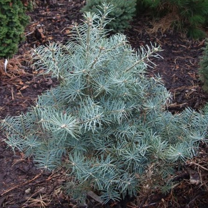 Abies concolor 'Nana Domshke' 30–40 cm - Obrázek 1