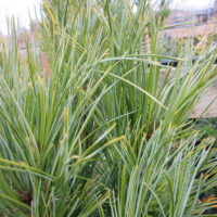 Pinus cembra Compacta Glauca 30–40, K5, výška v dospělosti 5m
