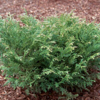 Thujopsis dolabrata ´Nana´ 15–20 K2,5