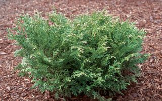 Thujopsis dolabrata ´Nana´ 15–20 K2,5