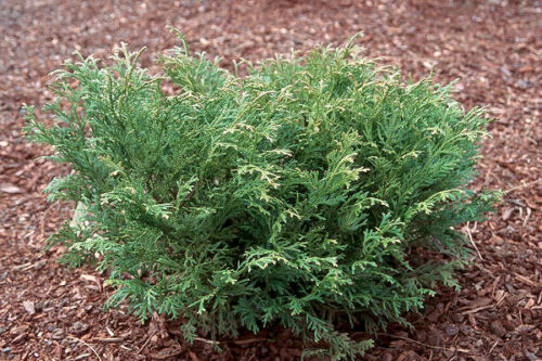 Thujopsis dolabrata ´Nana´ 15–20 K2,5 - Obrázek 1