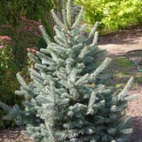 Abies lasiocarpa 'Argentea' 40–60 cm