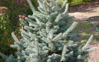 Abies lasiocarpa 'Argentea' 40–60 cm