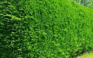 Cupressocyparis leylandii