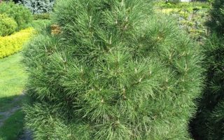 Pinus mugo 'Varella'