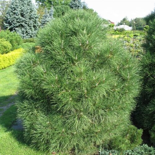 Pinus mugo 'Varella' - Image 1