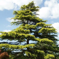 Cedrus deodara ´Aurea´ 60–80 K, v. 3–5 m, do – 21 °C