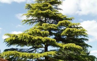 Cedrus deodara ´Aurea´ 60–80 K, v. 3–5 m, do – 21 °C