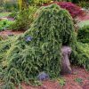 Cedrus libani 'Sargentii' - Kontejner 7,5 l, v. 50-60 cm
