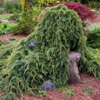 Cedrus libani 'Sargentii'