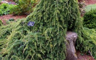 Cedrus libani 'Sargentii'