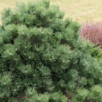 Pinus nigra 'Helga'
