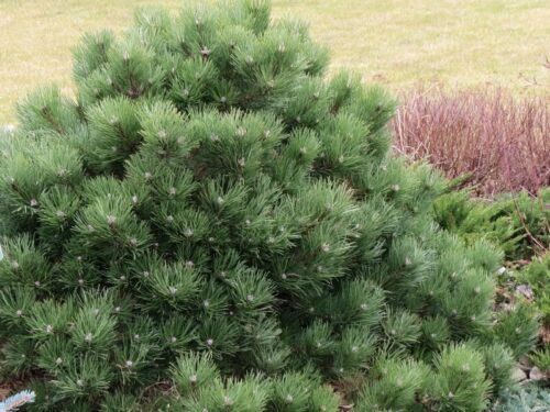 Pinus nigra 'Helga' - Image 1