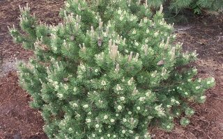 Pinus mugo ´Laurin´ 30–40, K7,5, výška v dospělosti 0,5m