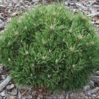 Pinus mugo ´Hesse´ 20–30, K5, výška v dospělosti 1m