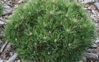Pinus mugo ´Hesse´ 20–30, K5, výška v dospělosti 1m