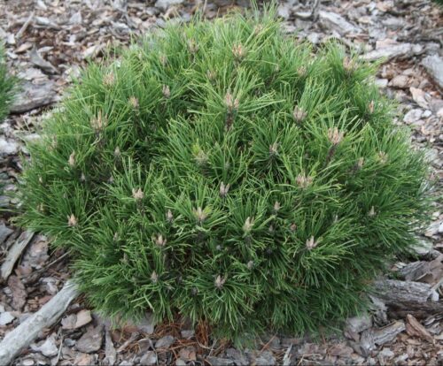 Pinus mugo ´Hesse´ 20–30, K5, výška v dospělosti 1m - Obrázek 1