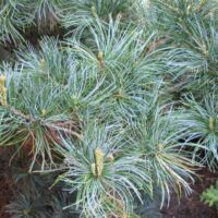 Pinus parviflora ´Blue Giant´ 40–60, K5