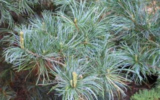Pinus parviflora ´Blue Giant´ 40–60, K5