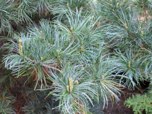 Pinus parviflora ´Blue Giant´ 40–60, K5 - Image 1