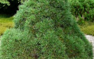Pinus sylvestris ´Globosa Viridis´ 40–50, K10