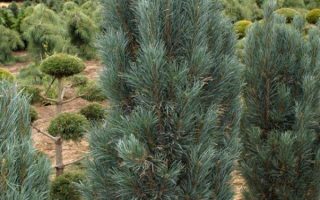 Pinus sylvestris 'Fastigiata' 40–60 cm