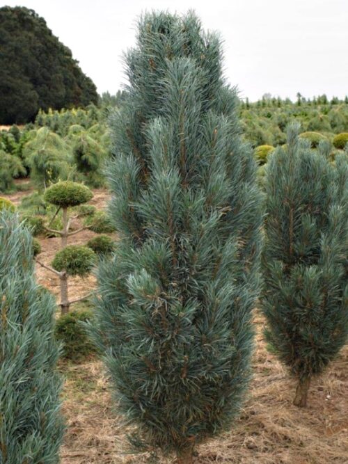 Pinus sylvestris 'Fastigiata' 40–60 cm - Obrázek 1