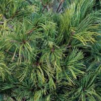 Pinus strobus Densa 40–60, K5