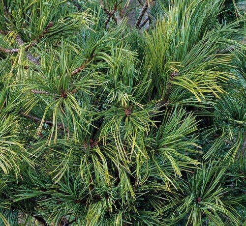 Pinus strobus Densa 40–60, K5 - Obrázek 1