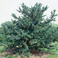 Pinus parviflora ´Glauca Elegans´ 60–80, K7,5