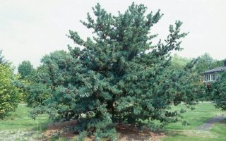 Pinus parviflora ´Glauca Elegans´ 60–80, K7,5
